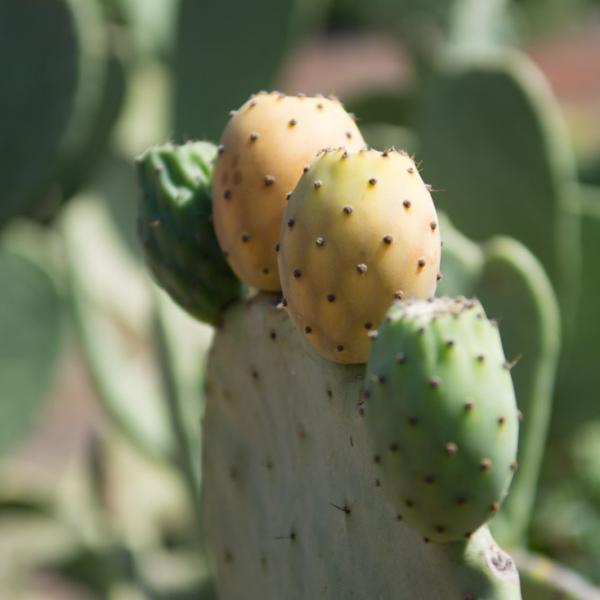 Fruits